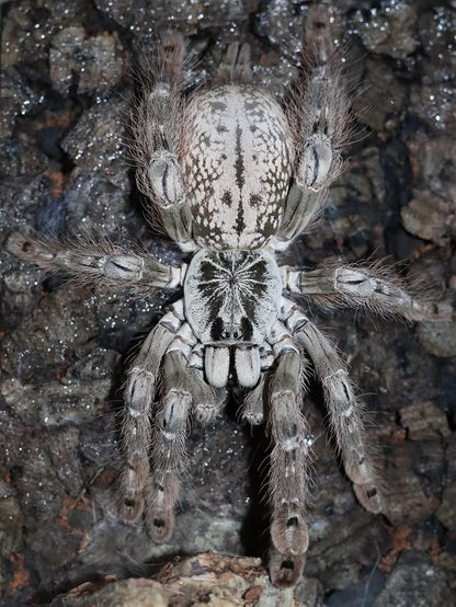 🎁 Free With Orders $89+ - Hetroscoda maculata - 0.75 inch Captive Bred!