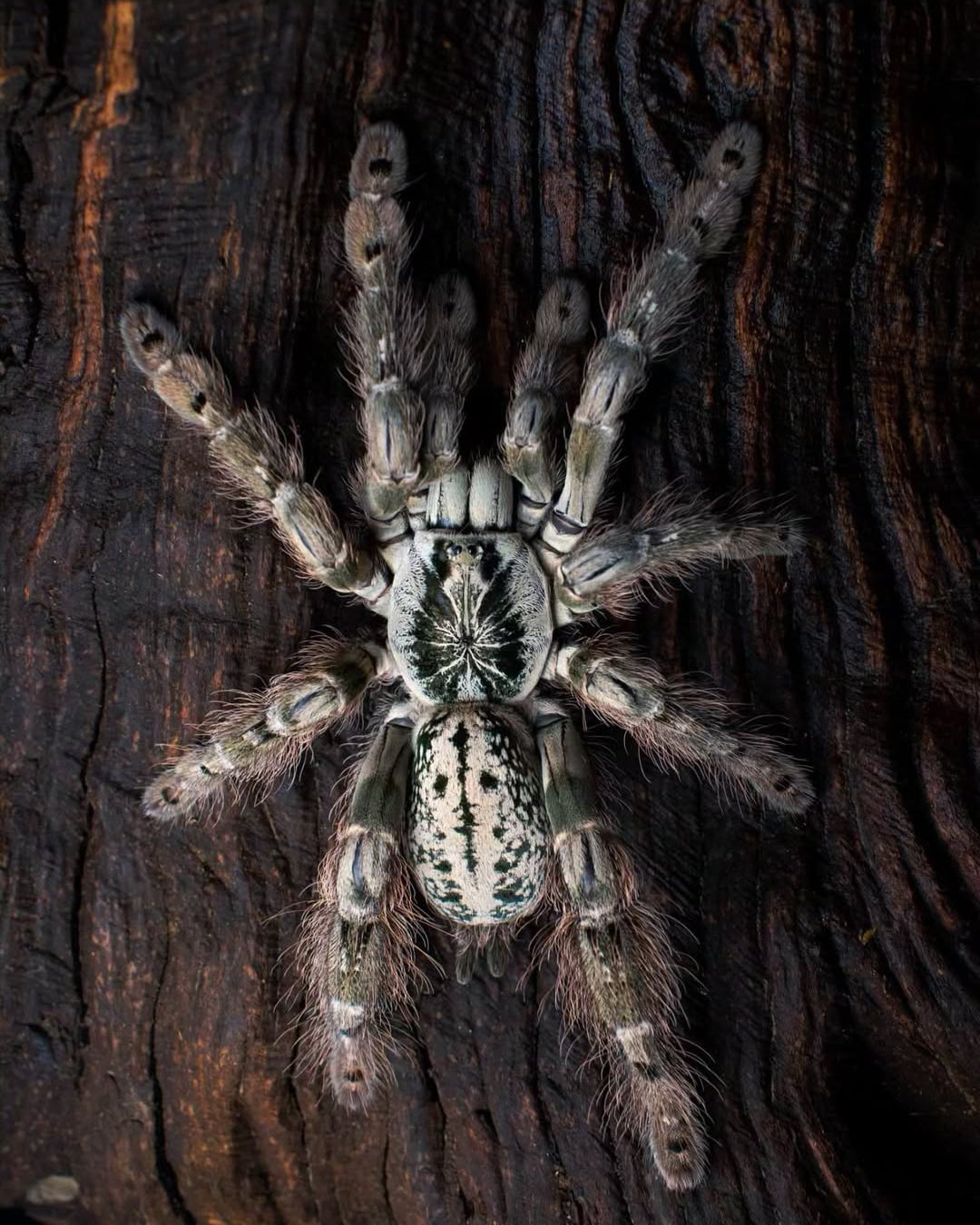 🎁 Free With Orders $89+ - Hetroscoda maculata - 0.75 inch Captive Bred!
