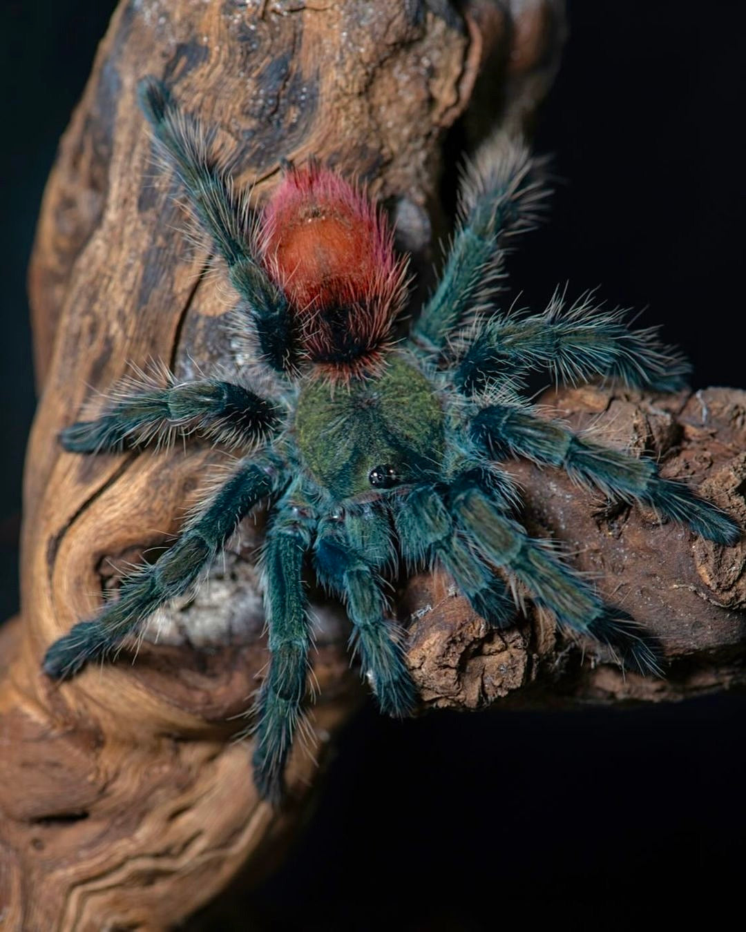 Thrixopelma ockerti - The Peruvian Strawberry Rump - For Sale