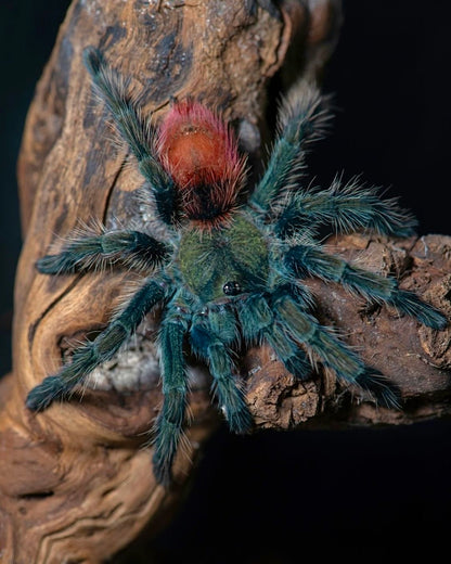 Thrixopelma ockerti - The Peruvian Strawberry Rump - For Sale