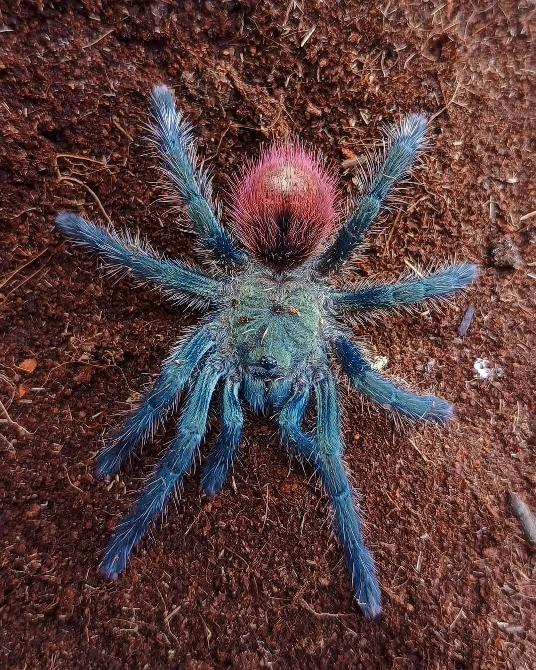 Thrixopelma ockerti - The Peruvian Strawberry Rump - For Sale