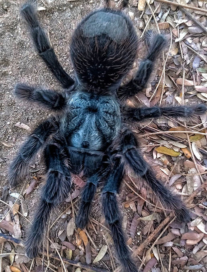 Grammostola Grossa - Brazilian Silver Bird-Eater - For Sale