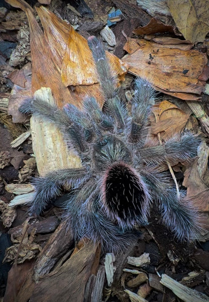 Avicularia aurantiaca – Green Mystique Pink Toe - For Sale!