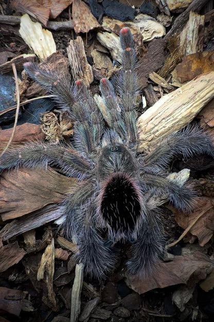 Avicularia aurantiaca – Green Mystique Pink Toe - For Sale!