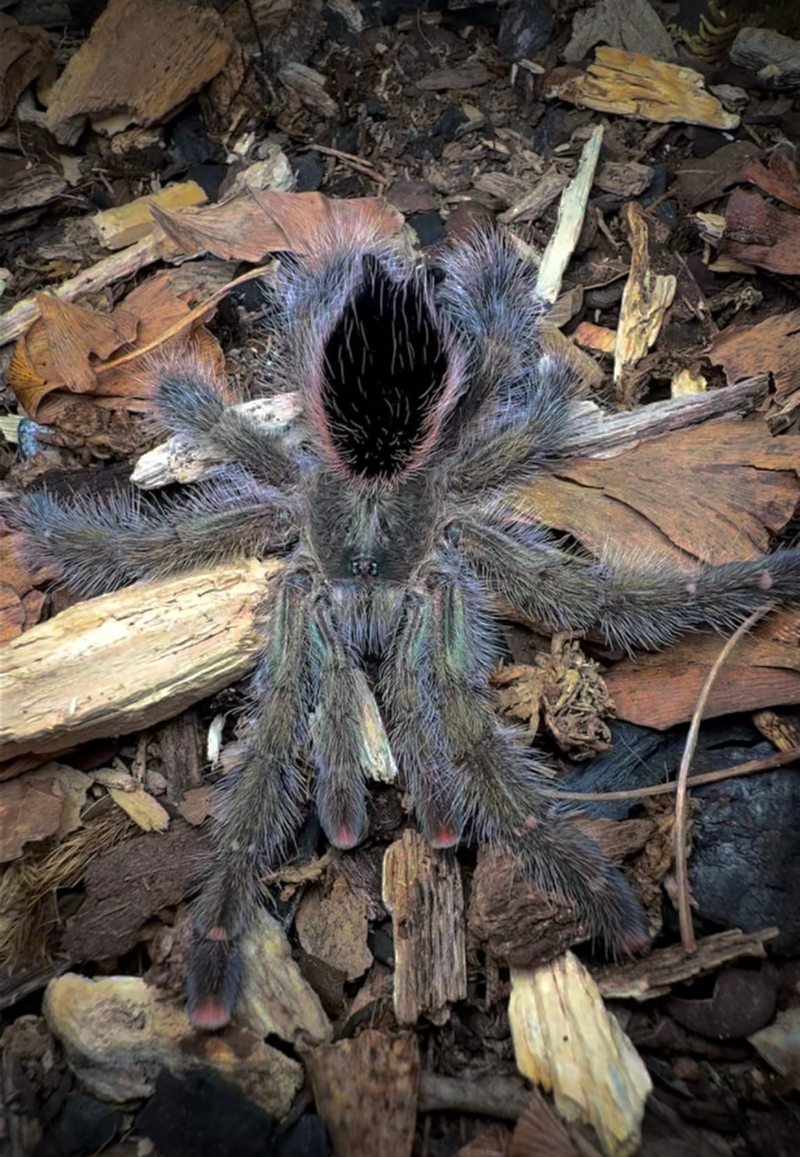 Avicularia aurantiaca – Green Mystique Pink Toe - For Sale!