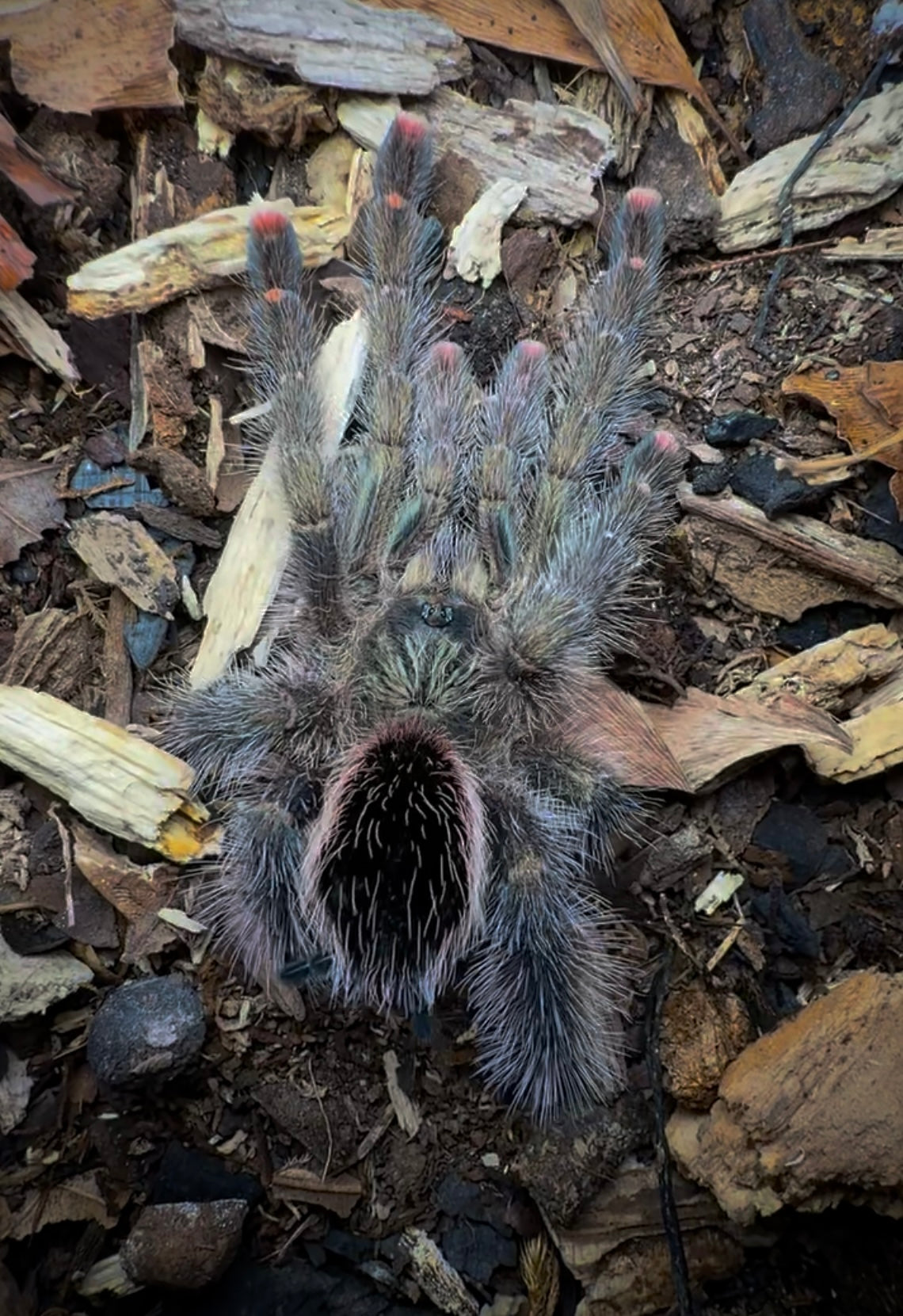 Avicularia aurantiaca – Green Mystique Pink Toe - For Sale!
