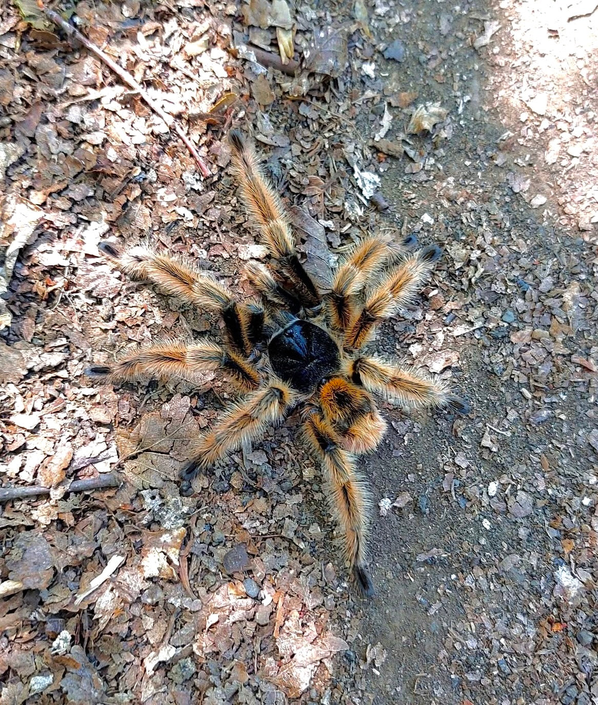 Phrixotrichus vulpinus tarantula in natural environment in chile tarantula 