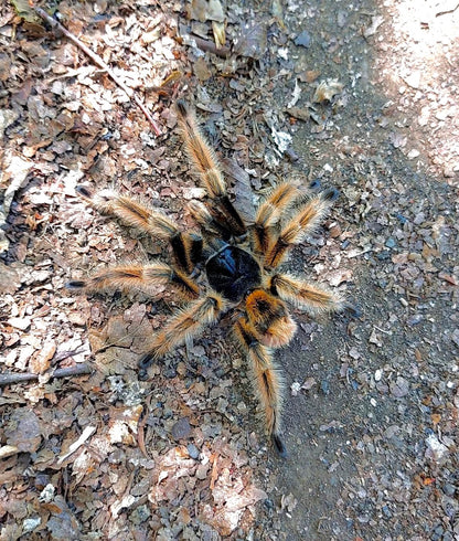 Phrixotrichus vulpinus tarantula in natural environment in chile tarantula 