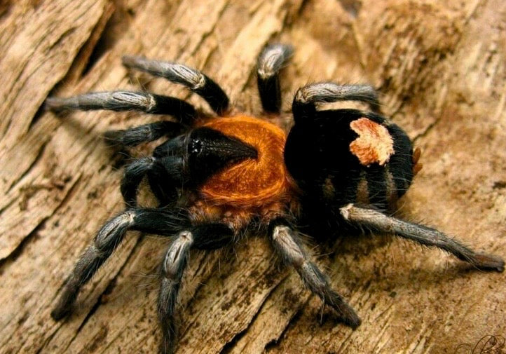 Cyriocosmus elegans - Trinidad Dwarf Tarantula - For Sale!