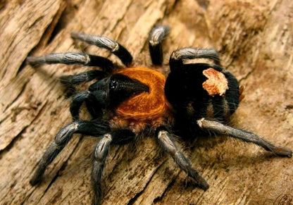Cyriocosmus elegans - Trinidad Dwarf Tarantula - For Sale!