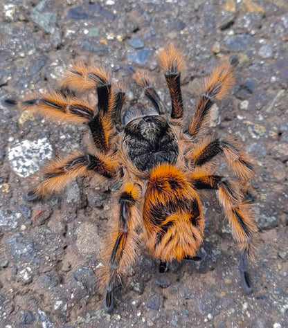 Phrixotrichus vulpinus tarantula - Adult female on concrete 