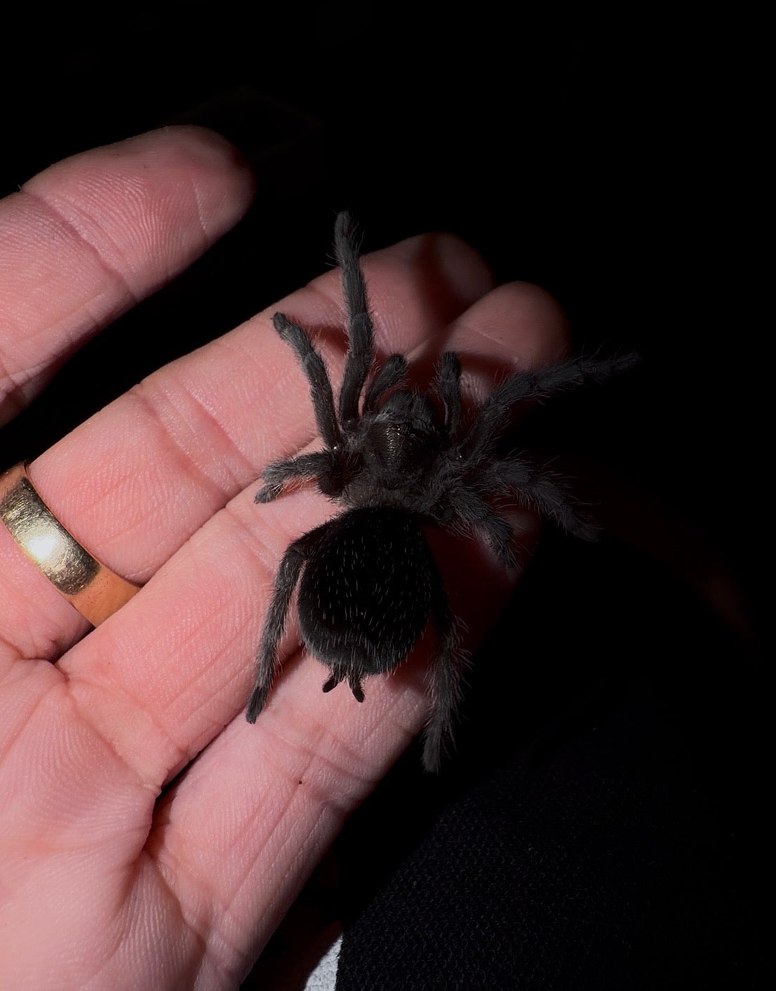Grammostola pulchra - Brazilian Black - Adult Female For Sale