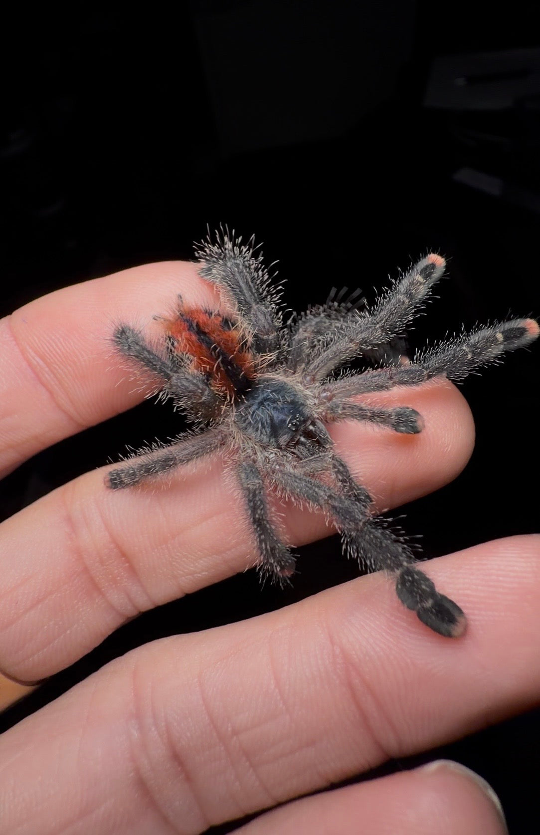🎁 Free With Orders 215+ - Avicularia metallica “White Hair” - 1.5 inch Well Started!