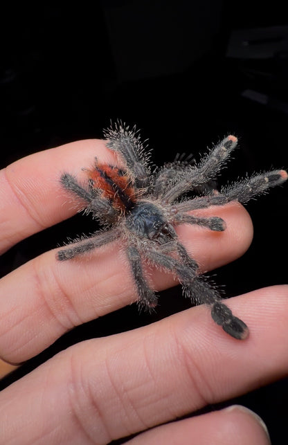 🎁 Free With Orders 215+ - Avicularia metallica “White Hair” - 1.5 inch Well Started!