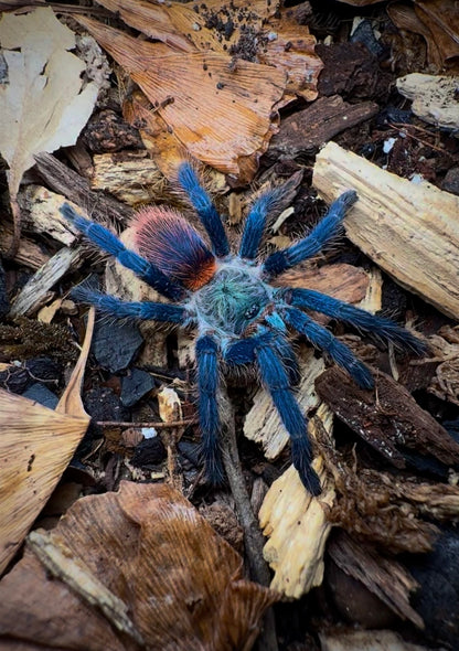 Dolichothele diamantinensis - Brazilian Blue Dwarf Beauty - Blue Tarantula