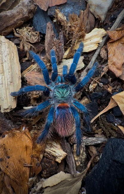 Dolichothele diamantinensis - Brazilian Blue Dwarf Beauty - Blue Tarantula