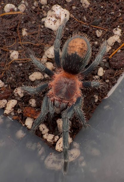 Thrixopelma cyaneolum “Red” - Cobalt Red Rump - For Sale
