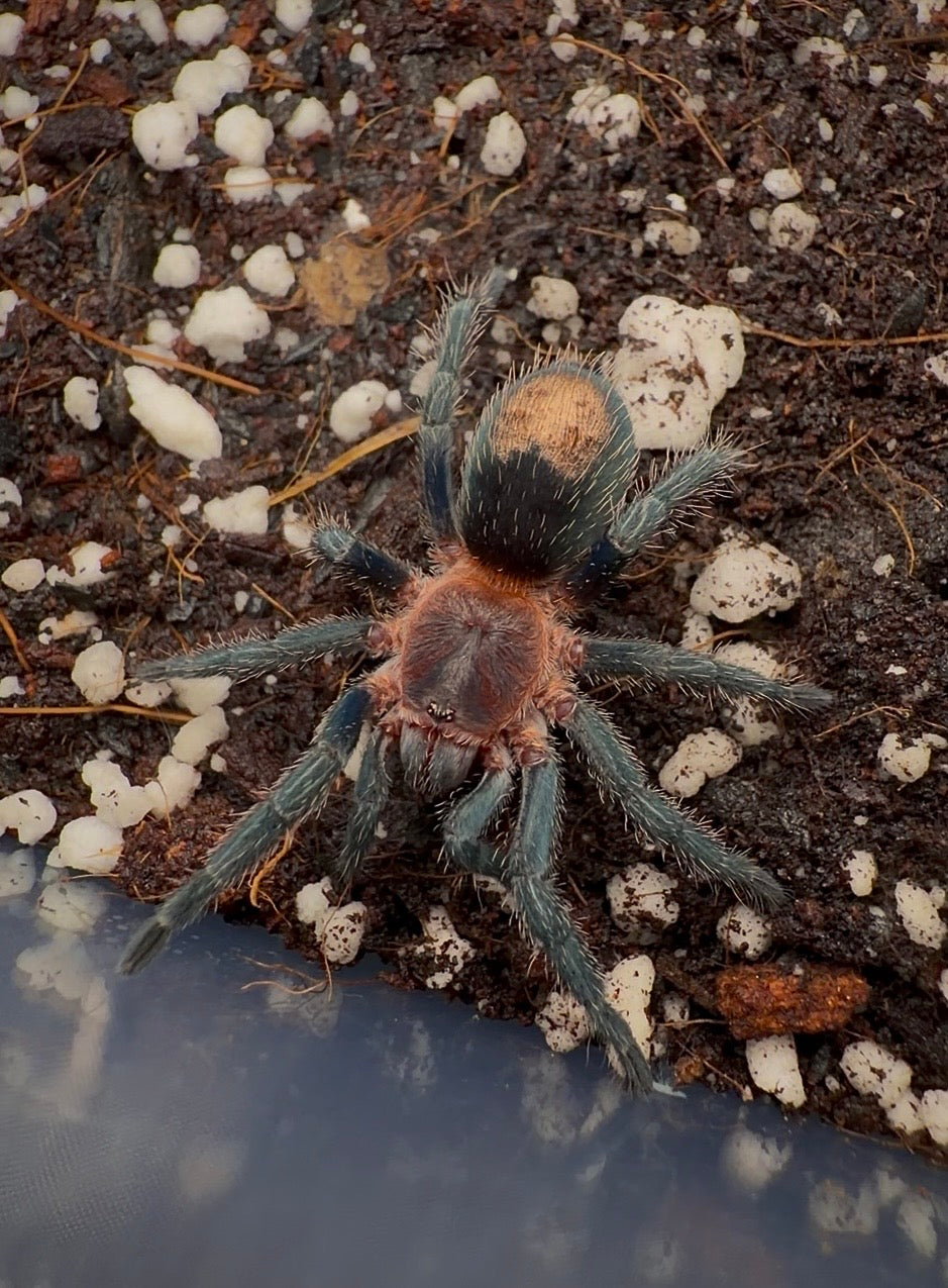 Thrixopelma cyaneolum “Red” - Cobalt Red Rump - For Sale