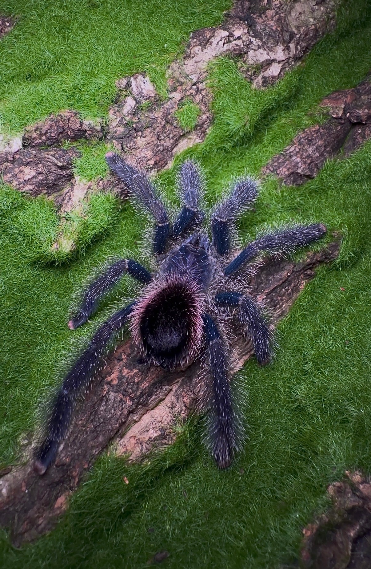 Avicularia Juruensis - Peru Purple - For sale