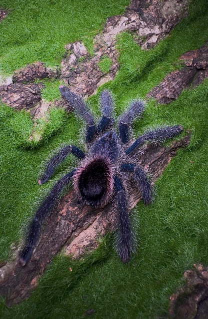 Avicularia Juruensis - Peru Purple - For sale