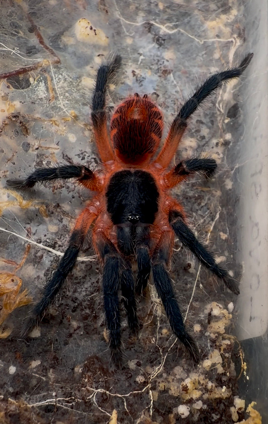 Lava spider adult female tarantula for sale 