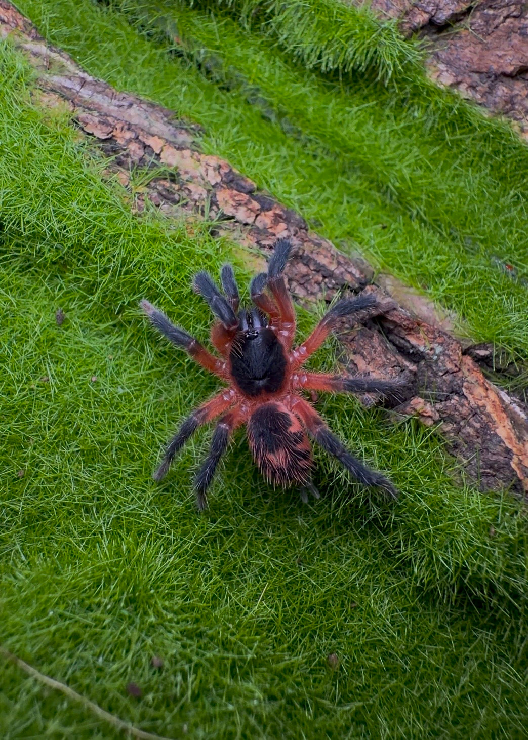 Davus sp. panama - lava spider juvenile on grass 