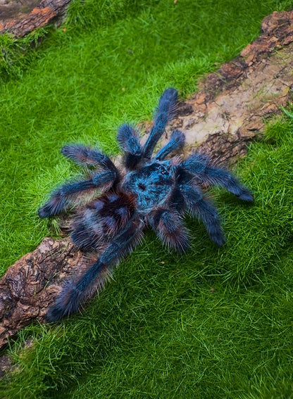 Caribena Versicolor - Purple CF Antilles Pink-Toe - Female for sale 3+