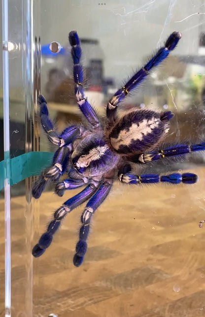 Poecilotheria metallica – Gooty Sapphire Ornamental – For Sale