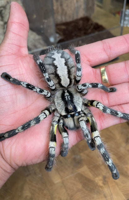 Poecilotheria regalis - Indian Ornamental - Communal For Sale!