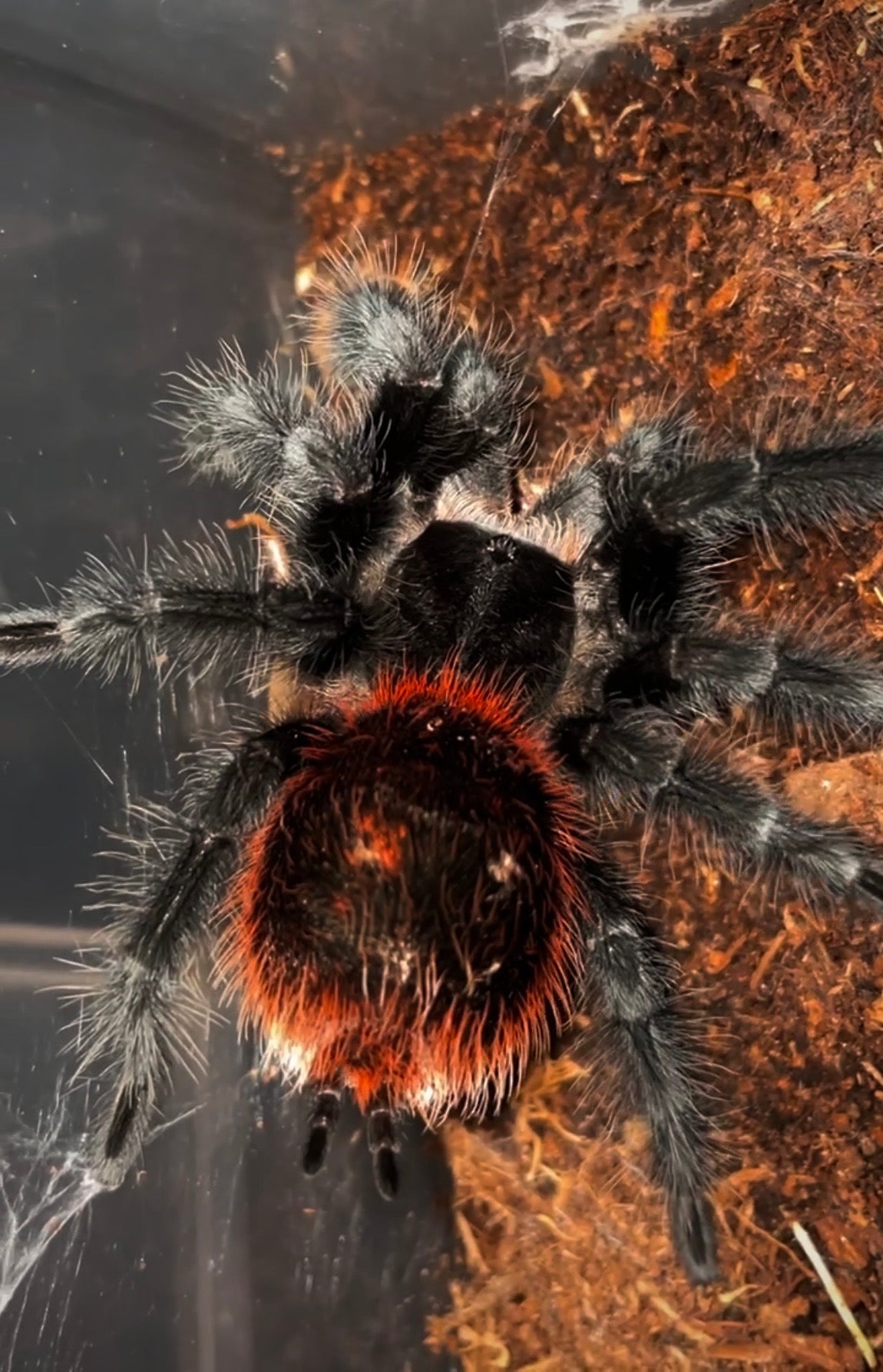 Grammostola actaeon - Velvet Black Bird Eater - Back in STOCK!