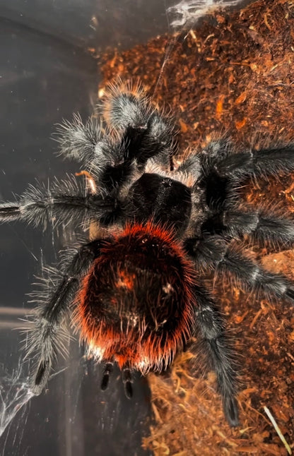 Grammostola actaeon - Velvet Black Bird Eater - Back in STOCK!