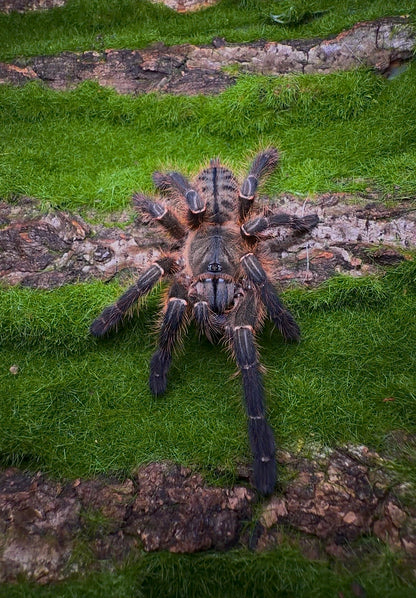 Purple Blaze Tree Spider - Orithoctinae sp. Phan Cay Red - For sale - FEMALE