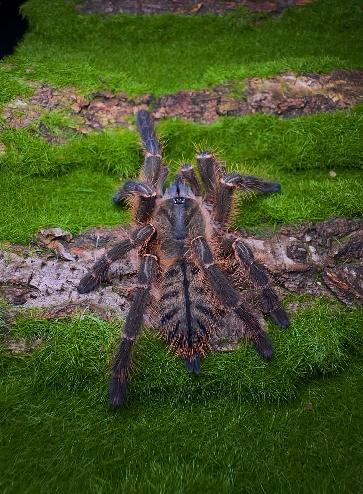 Purple Blaze Tree Spider - Orithoctinae sp. Phan Cay Red - For sale - FEMALE