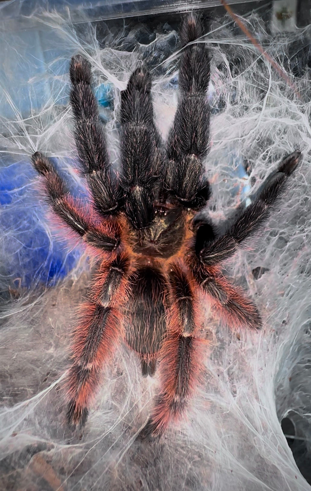 Psalmopoeus victori - Mexican Half & Half / Darth Maul Tarantula - For Sale