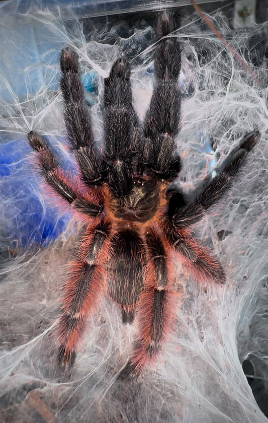 Psalmopoeus victori - Mexican Half & Half / Darth Maul Tarantula - For Sale