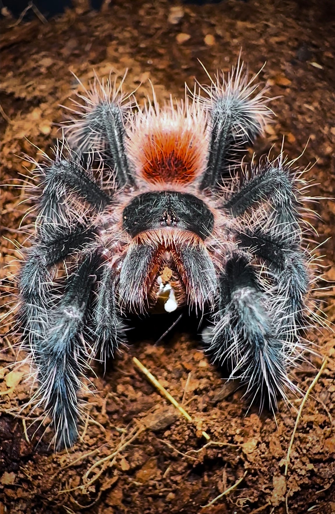 Grammostola iheringi - Brazilian Black and Red - In STOCK!