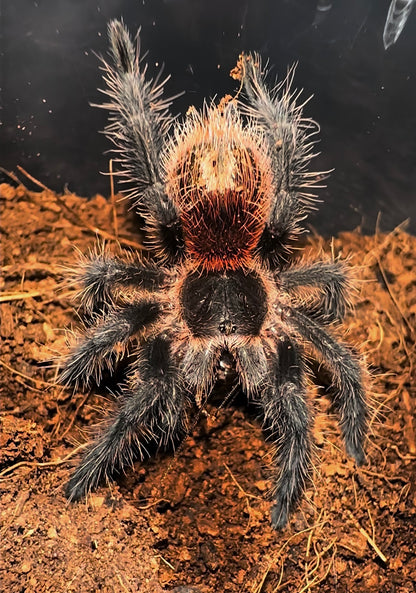 Grammostola actaeon - Velvet Black Bird Eater - Back in STOCK!