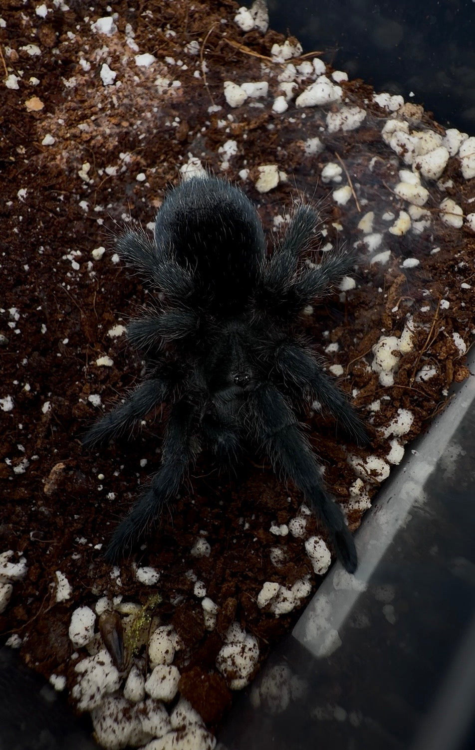Grammostola pulchra - Brazilian Black - Adult Female For Sale