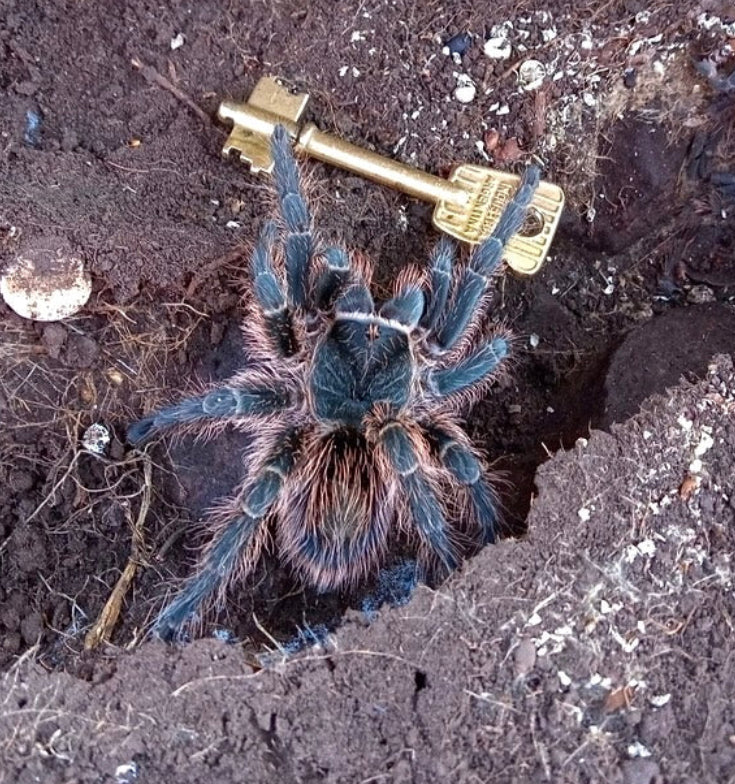 Grammostola vachoni - Argentine Crimson Gravedigger - Extremely Rare!
