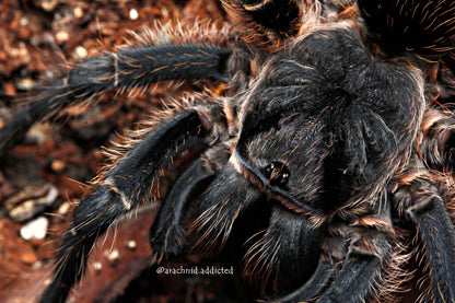 Grammostola vachoni - Argentine Crimson Gravedigger - Extremely Rare!