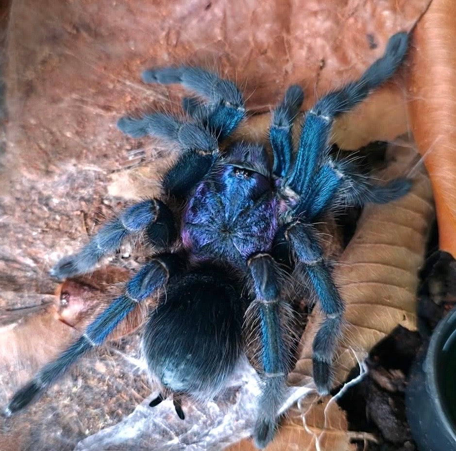 Phormictopus sp. Blue Azul - Goliath Blue Bird Eater - For Sale - BALLS RARE!