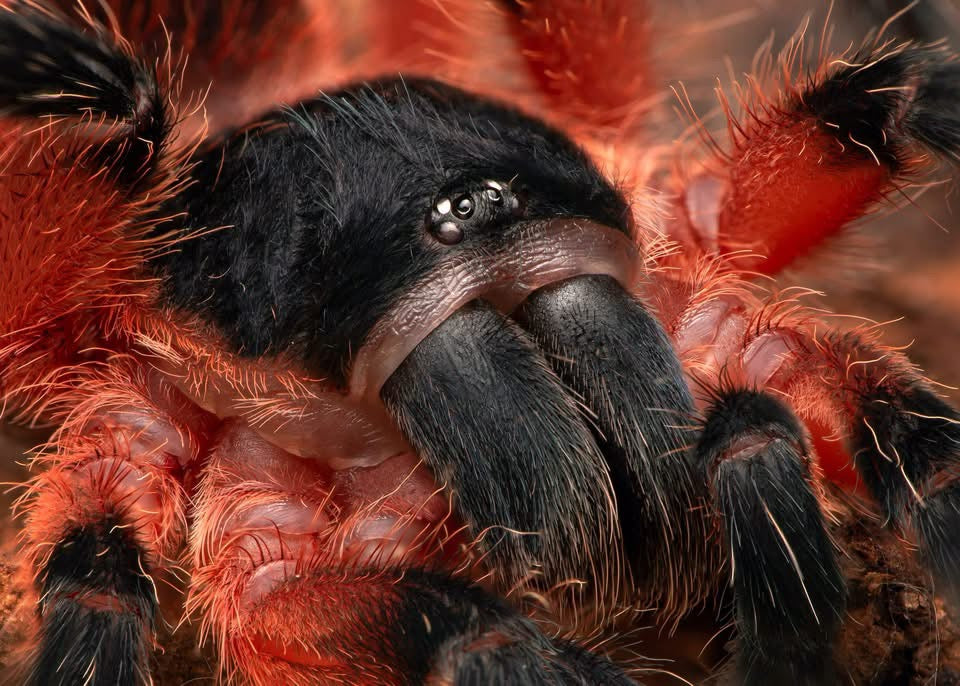 Davus sp. Panama - Lava Spider - For Sale!