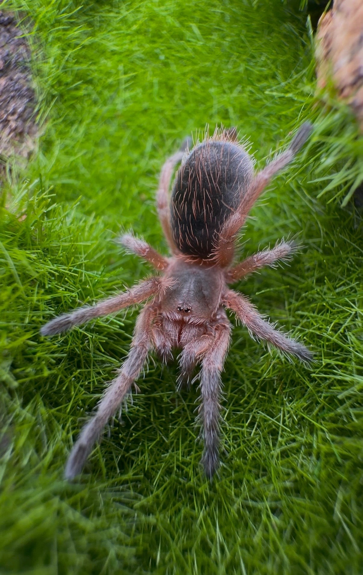 Baby Grammostola Concepcion tarantula for sale - sling 