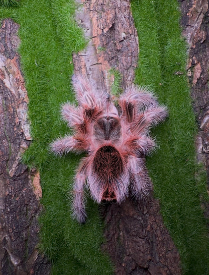 Juvenile grammostola Concepcion tarantula 