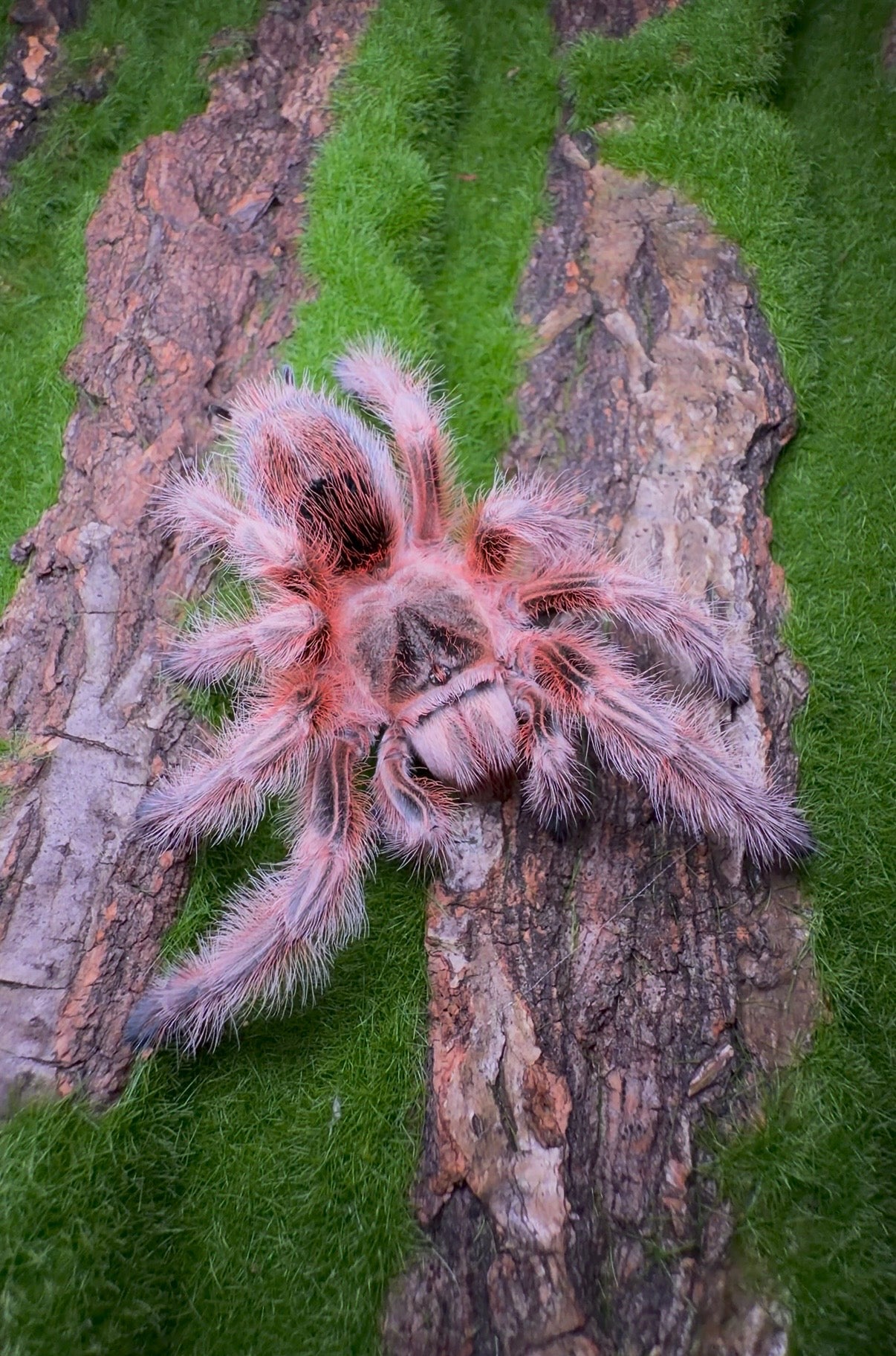 Fluffy pink tarantula on green grass - G. Concepcion for sale 