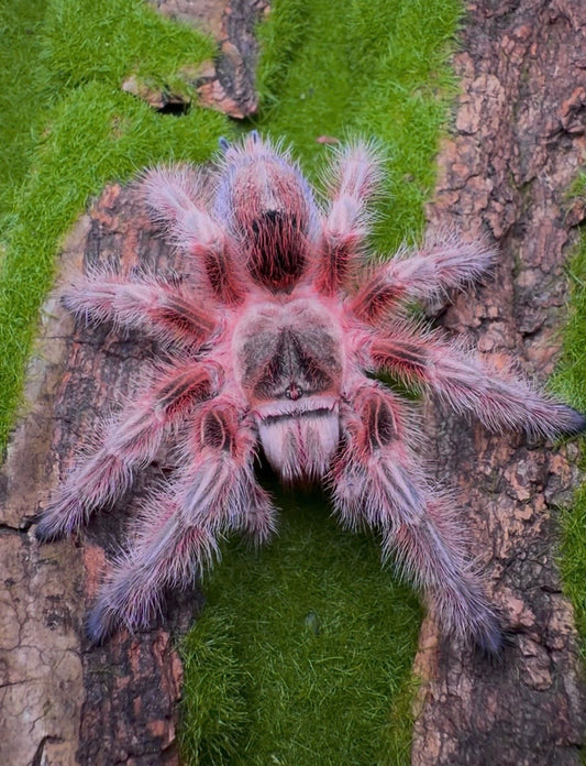 Grammostola Concepcion - Young Adult Female! - Pink tarantula 