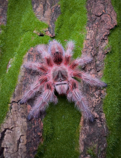 🎁 Free With Orders 1500+ - Grammostola Concepcion - 1+ inch Well Started!
