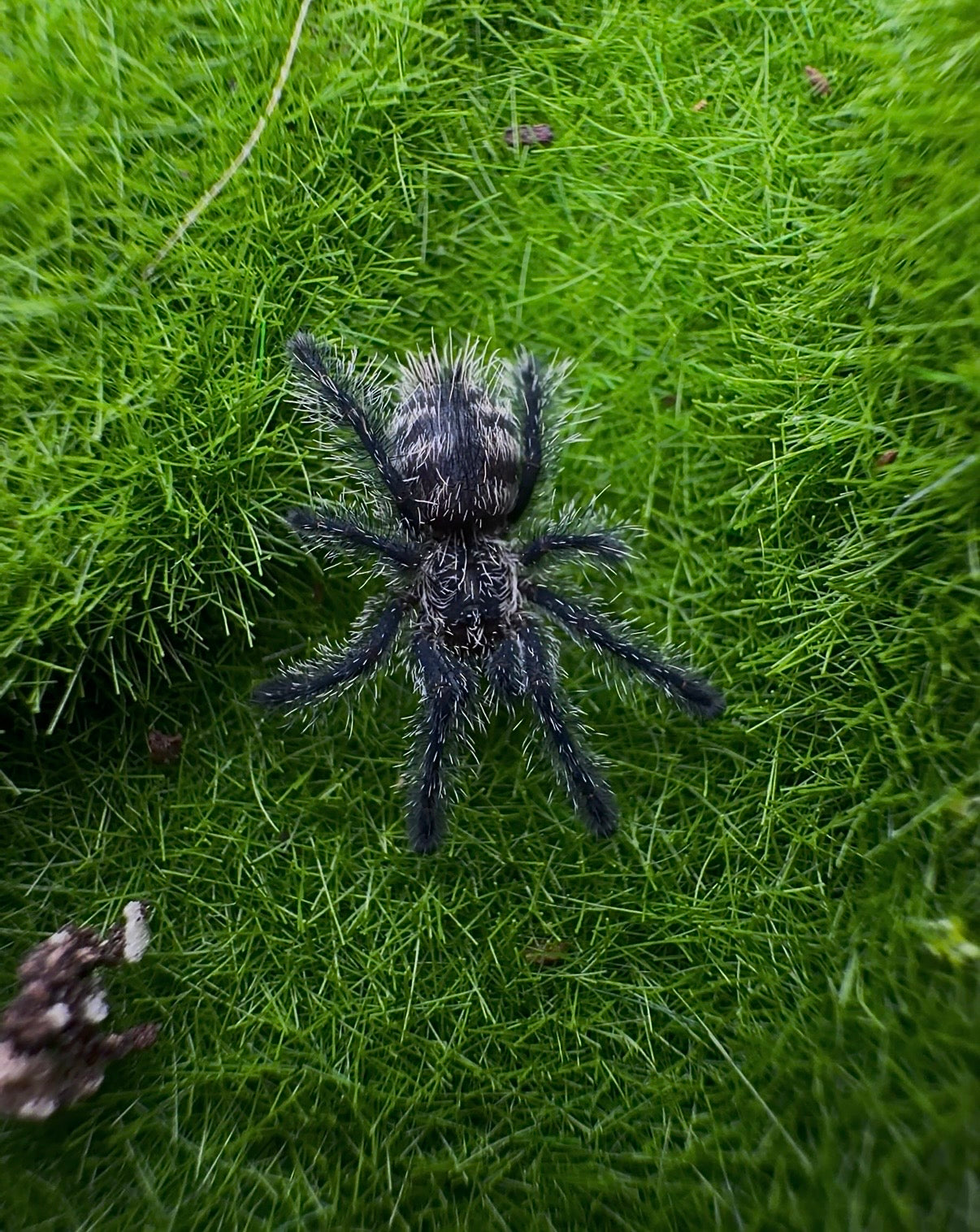 Ultimate Pinktoe Collector Bundle - A. Variegata + Royal Purple Pinktoe + White Hair