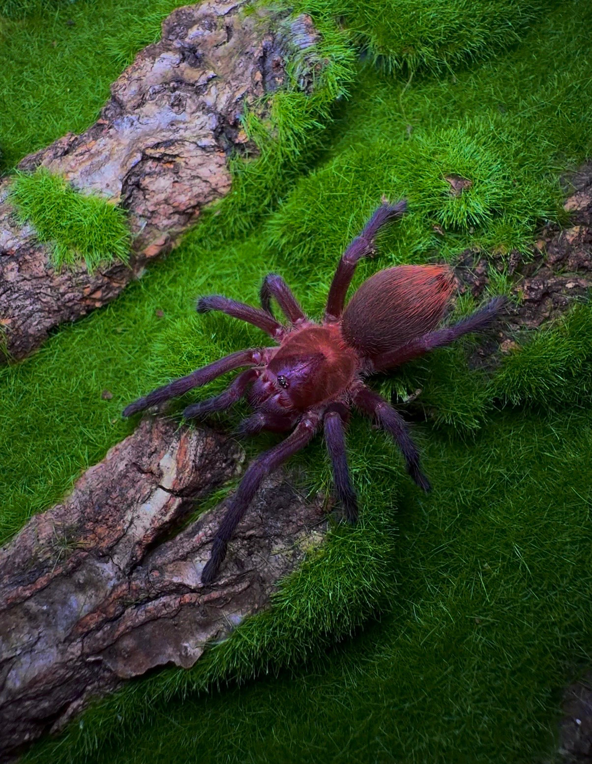 Orange violet masked tarantula on green grass 