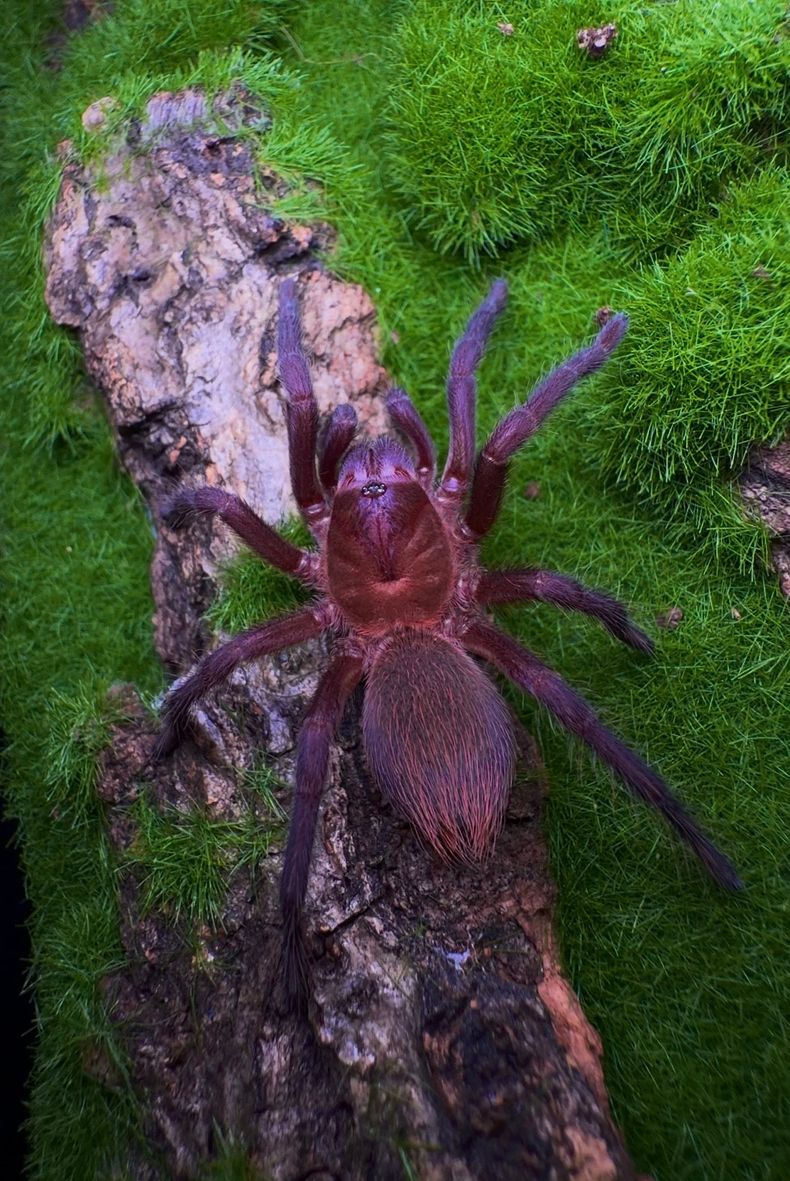 Juvenile female Citharacanthus Cyaneus tarantula close up front side 